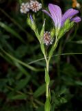 Linum viscosum